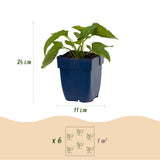 Green boutiQ - Vasteplant - Rudbeckia fulg. Goldsturm - Gele zonnehoed - Bijen- en vlinderlokkers - Geel - 24 Planten - Pot 11cm - Hoogte 15-25cm