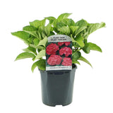 Green boutiQ - Hortensia - Hydrangea macrophylla Rood - Bloem Rood - 3 Planten - 1 m2 - Bladverliezend - Weinig Onderhoud - Pot 17cm Hoogte 30cm