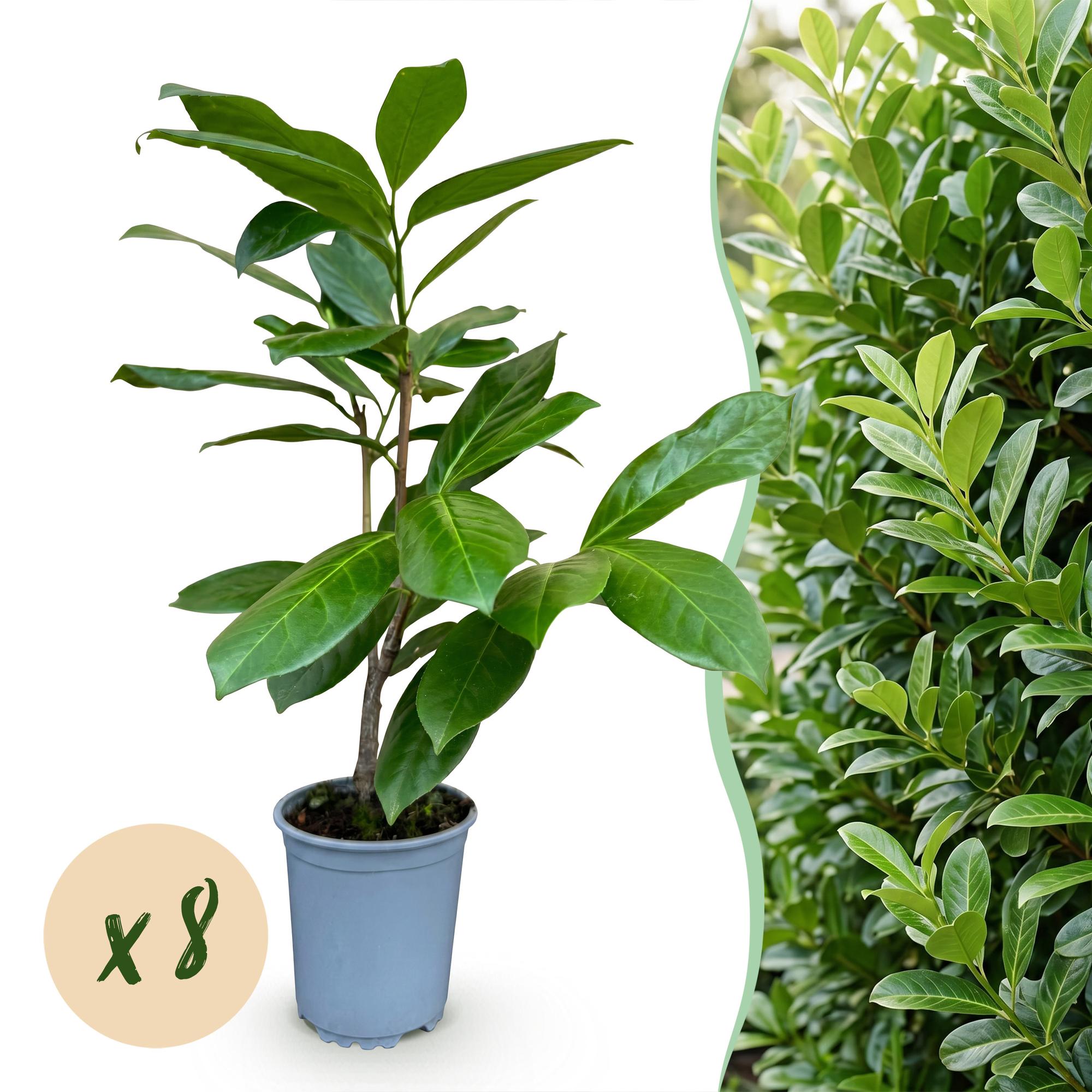 Green boutiQ - 8x Prunus laur. Rotundifolia - Laurierkers - Haagplanten - Groenblijvend - Groen - Pot 9cm - Hoogte 25-35cm