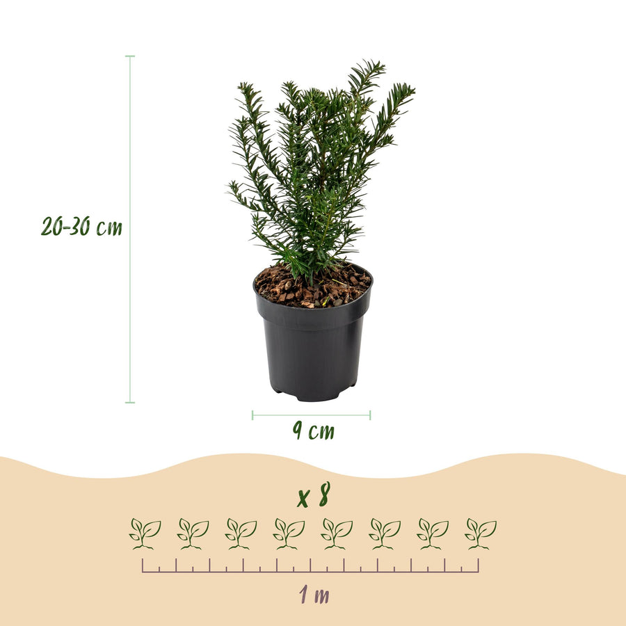 Taxus baccata — Venijnboomhaag, 24 stuks, 20-30 cm