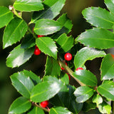 Green boutiQ - Plant op Stam - Ilex meserveae Blue Maid - Terras Plant - Bladhoudend - Winterhard - Rode Bes - Pot 19cm Hoogte 90cm