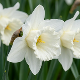 120x Narcissus Mount Hood - Trompetnarcis - Wit - Voorjaarsbloeier - Bolmaat 10/12