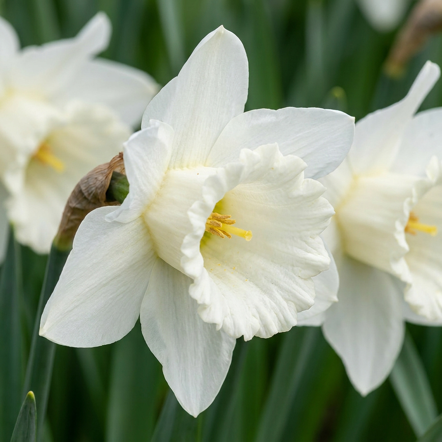 Narcisbollen Mount Hood — wit, 120 stuks (bolmaat 10/12)