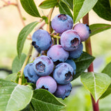 Green boutiQ - Fruitplant - Vaccinium corymbosum Jersey - Bosbes - Winterhard - Blauwe Bes - 2 Planten - Pot 15cm - Hoogte 50cm