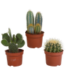 Cactus mix 10.5 cm - 3x - zonder pot