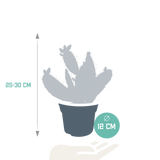 Opuntia quitensis 12 cm