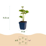 Green boutiQ - Vasteplant - Anemone hybr. Kön. Charlotte - Herfst Anemoon - Schaduw - Roze - 3 Planten - Pot 11cm - Hoogte 15-25cm