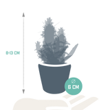 Cactus en vetplanten mix 5.5 cm | 15 stuks - in Mexicaanse pot