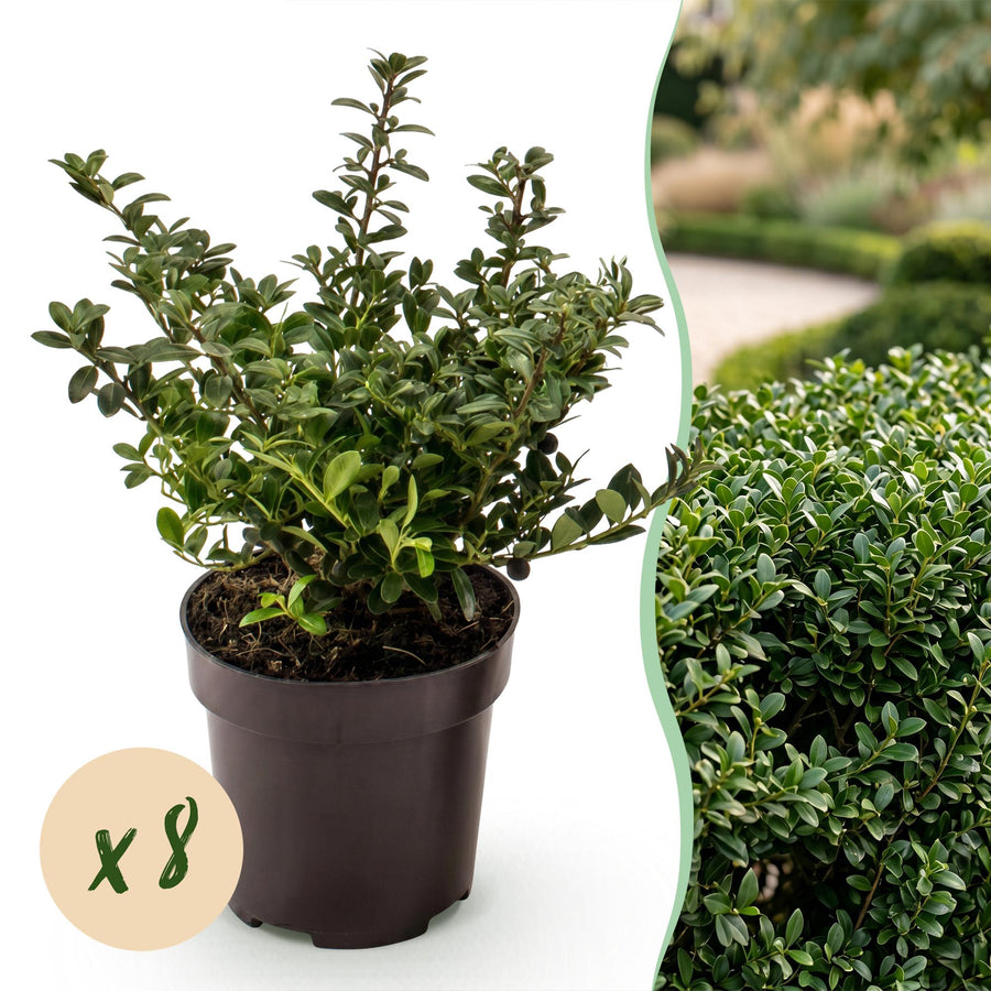 Ilex crenata Stokes — Hulsthaag, 8 stuks, 20-30 cm
