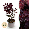 Green boutiQ - Tuinplant - Cotinus coggyria Lilla - Paars 3 Planten - Bladverliezend - Weinig Onderhoud - Pot 12cm Hoogte 35cm