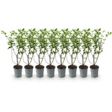 Green boutiQ - 8x Ligustrum ovalifolium - Gewone Liguster - Haagplanten - Groenblijvend - Groen - Pot 9cm - Hoogte 35-45cm