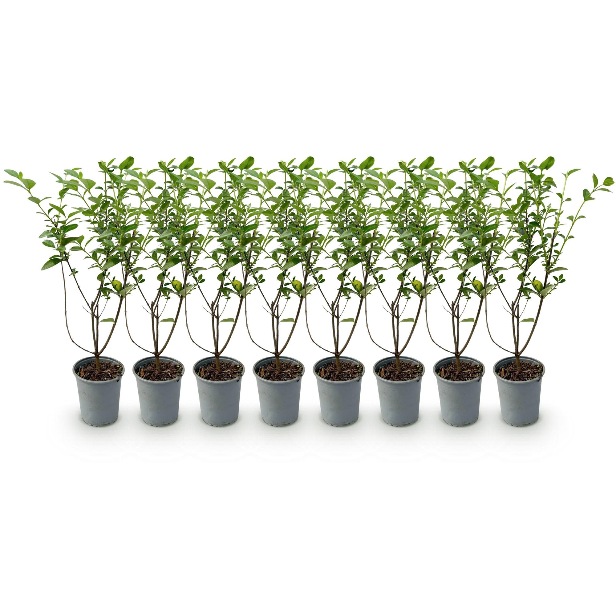 Green boutiQ - 8x Ligustrum ovalifolium - Gewone Liguster - Haagplanten - Groenblijvend - Groen - Pot 9cm - Hoogte 35-45cm