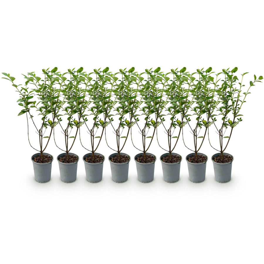 Ligustrum ovalifolium — Ligusterhaag, 8 stuks, 35-45 cm