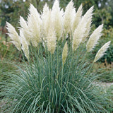 Green boutiQ - Grassen - Cortaderia sell. Pumila - Dwergpampasgras - Met Pluim - Grijs - 1 Plant - Pot 11cm - Hoogte 15-25cm