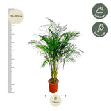 Dypsis Lutescens (Areca Palm) - 160 cm - ø27