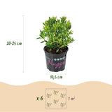 Green boutiQ - Dwerg Rhododendron - Rhododendron Bloombux Light Pink - Bloeiende Buxus - Weinig Onderhoud - Licht Roze Bloem - 1 Plant - Pot 10,5cm - Hoogte 20-25cm