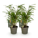 Green boutiQ - Bamboe - Fargesia rufa - Groen - 2 Planten - Bladhoudend - Niet Woekerend- Pot 14cm Hoogte 35cm