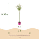 4x - Salix Flamingo - Ø23cm - ↕140-160cm