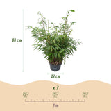 Green boutiQ - Grassen - Fargesia robusta Pingwu - Niet Woekerende Bamboe - Bladhoudend - Groen - 2 Planten - Pot 23 cm - Hoogte 80 cm