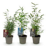 Green boutiQ - Bamboe - Fargesia dragon Tricolour - Zwart, Rood, Blauw- 3 Planten - Bladhoudend - Niet Woekerend- Pot 14cm Hoogte 35cm