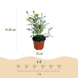 Green boutiQ - Tuin Roos - Rosa Tricolor Fairy - Roos - Winterhard - Geel-Roze - 1 Plant - Pot 12cm - Hoogte Hoogte 20-25cm
