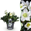 Green boutiQ - Tuinplant - Kerstroos - Helleborus Christmas Carol- Witte Bloem -1 Plant - Groenblijvend - Pot 17cm Hoogte 35cm