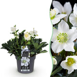 Green boutiQ - Tuinplant - Kerstroos - Helleborus Christmas Carol- Witte Bloem -1 Plant - Groenblijvend - Pot 17cm Hoogte 35cm