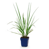 Green boutiQ - Grassen - Pennisetum alop. Black Beauty - Lampenpoetsergras - Met Pluim - Groen - 1 Plant - Pot 11cm - Hoogte 15-25cm