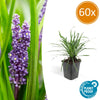 60x Liriope muscari 'Big Blue' - ↕10-25cm - Ø9cm