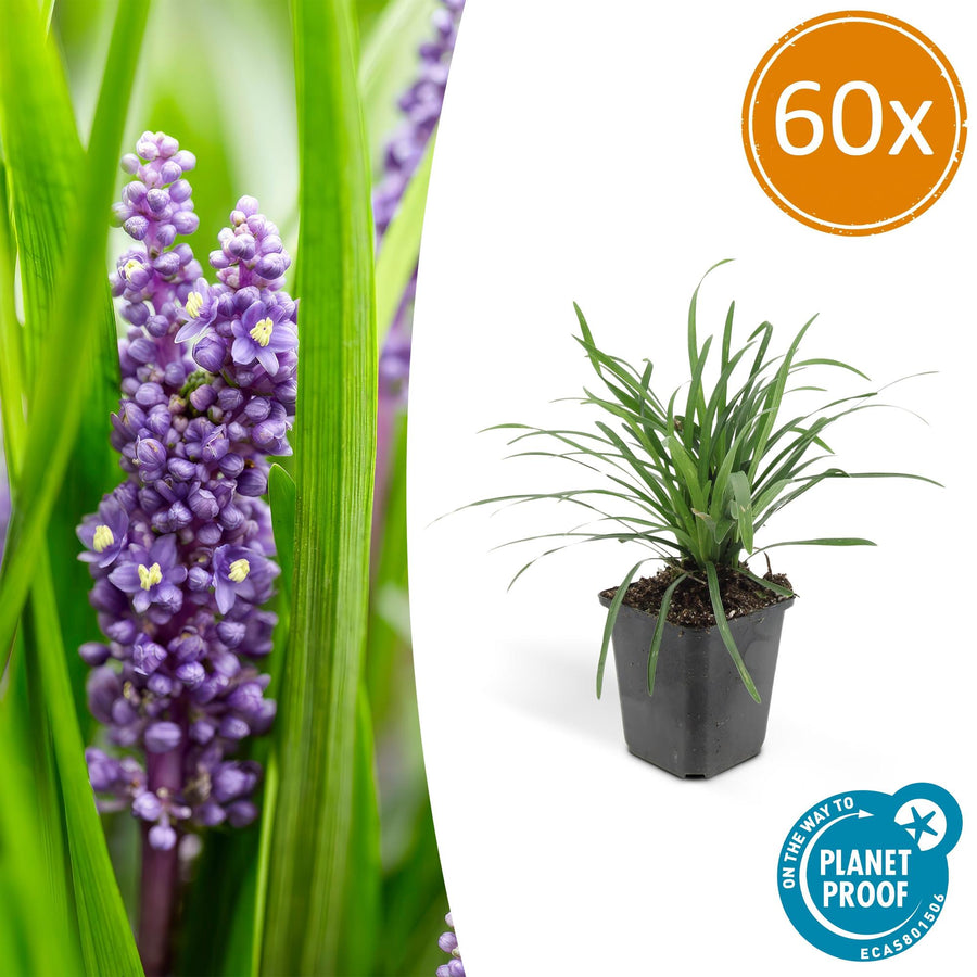 Liriope muscari 'Big Blue' – 60 planten · pot Ø9 cm · 10-25 cm hoog