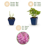 Green boutiQ - Vasteplant - Astilbe chin. Pumila - Pluimspirea - Schaduw - Paars - 1 Plant - Pot 11cm - Hoogte 15-25cm