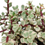 Portulacaria afra Variegata 10,5cm - zonder pot