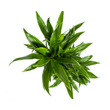 Dracaena Deremensis Green JewelØ19cm - ↕70 - 90cm