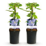 Green boutiQ - Klimplant - Clematis Blue Angel - Bloem Licht Blauw - Weinig onderhoud -2 planten -Pot 11cm Hoogte 40cm