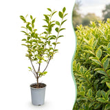 Green boutiQ - 24x Ligustrum ovalifolium Aureum - Bontbladige Liguster - Haagplanten - Groenblijvend - Bont - Pot 9cm - Hoogte 35-45cm
