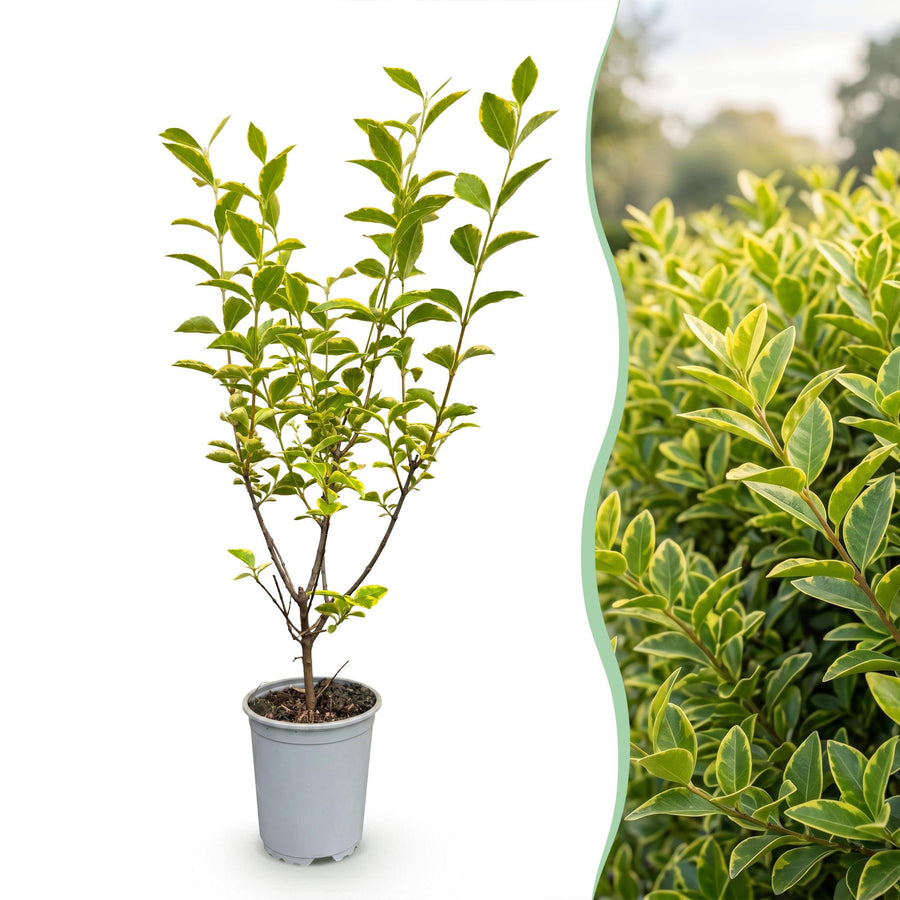 Ligustrum ovalifolium Aureum — Ligusterhaag, 24 stuks, 35-45 cm