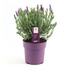 Lavendel stoechas Anouk roze Ø15 cm - ↕30 cm