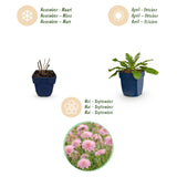 Green boutiQ - Vasteplant - Scabiosa col. Pink Mist - Duifkruid - Bijen en Vlinderlokkers - Roze - 6 Planten - Pot 11cm - Hoogte 15-25cm