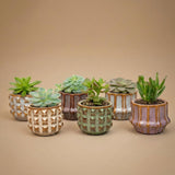 Succulenten Set van 6 in Keramische Mini Potjes Barcelona -↑ 8–12 cm