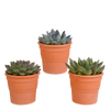 Echeveria mix 10.5 cm - 3x - in terracotta pot