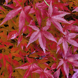 Green boutiQ - Terrasplant - Japanse Esdoorn - Acer palmatum Pink Dwarf - Roze - 1 Plant - Bladverliezend - Pot 19cm Hoogte 70cm
