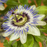 Green boutiQ - Passiebloem - Passiflora caerulea- Bloem Blauw met Groen Wit - Weinig onderhoud - 2 planten - Pot 11cm Hoogte 40cm
