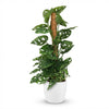 Green boutiQ - Kamerplant - Monkey Mask - Monstera Andansonii Mosstok - Groen - Weinig onderhoud - 1 Plant - met Potter Wit - Pot 19cm - Hoogte 90cm