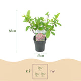 Green boutiQ - Pluim Hortensia - Hydrangea panniculata Pink Diamond - Bloem Wit Roze- 1 Plant - Bladverliezend - Grote Bloemen - Pot 17cm Hoogte 50cm