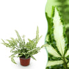 Green boutiQ - Kamerplant - Pteris cretica Albolineata - Lintvaren - Huisdiervriendelijke Plant - Groen - 1 Plant - Pot 12cm - Hoogte 20cm