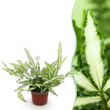 Green boutiQ - Kamerplant - Pteris cretica Albolineata - Lintvaren - Huisdiervriendelijke Plant - Groen - 1 Plant - Pot 12cm - Hoogte 20cm