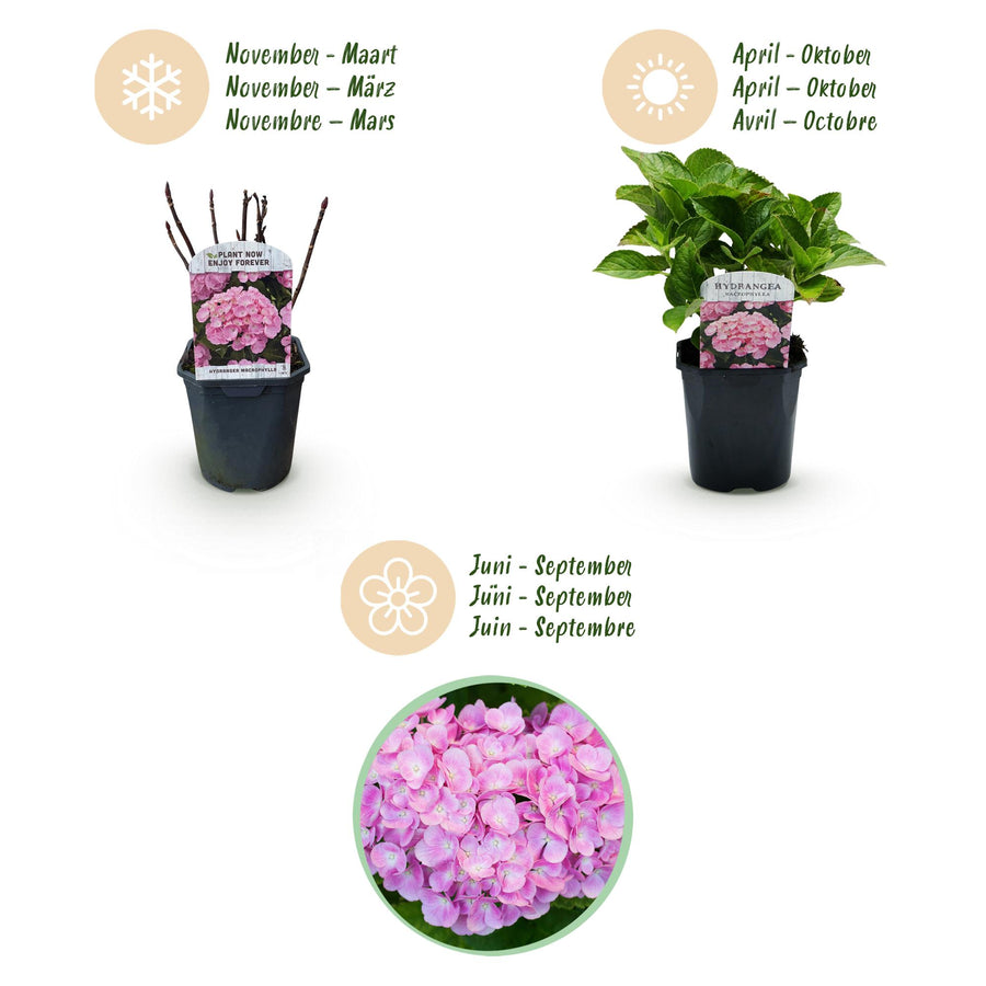 Hydrangea macrophylla – 3 planten · 30 cm hoog · Hortensia Roze Bloem (foto 4)