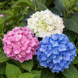 Green boutiQ - Hortensia - Hydrangea macrophylla Tricolour - Bloem Blauw, Roze en Wit- 3 Planten - Bladverliezend - Weinig Onderhoud - Pot 17cm Hoogte 30cm