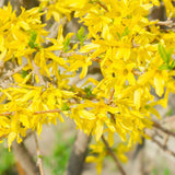 Green boutiQ - Heesters - Forsythia intermedia Goldrauch- Bloem Geel - 1 Plant - Bladverliezend - Weinig Onderhoud - Pot 17cm Hoogte 45cm