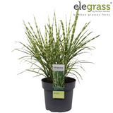 Miscanthus sinensis Strictus - Ø23cm - ↕60cm - Ø19 - ↨50cm